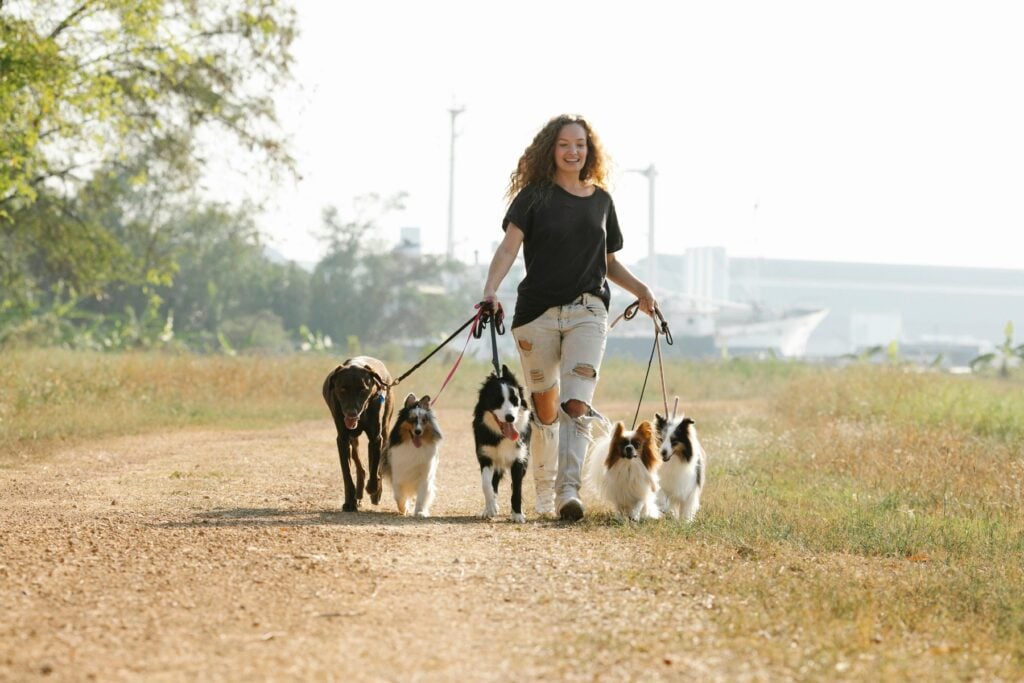 Woman walking multiple dogs on leashes